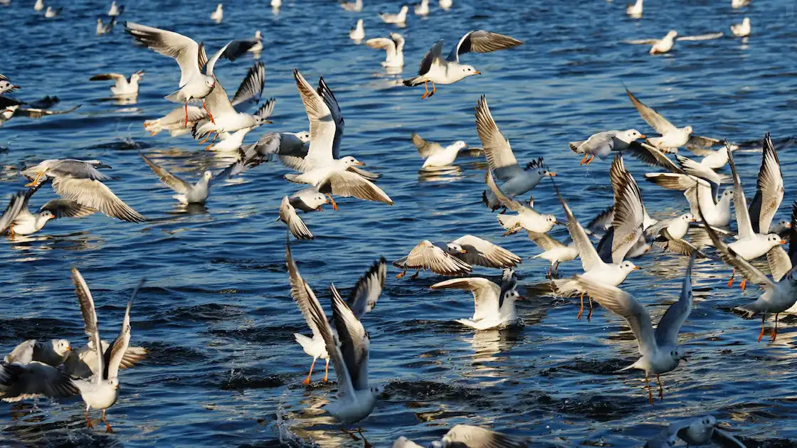  Flocks of seagulls flying over Dianchi Lake 