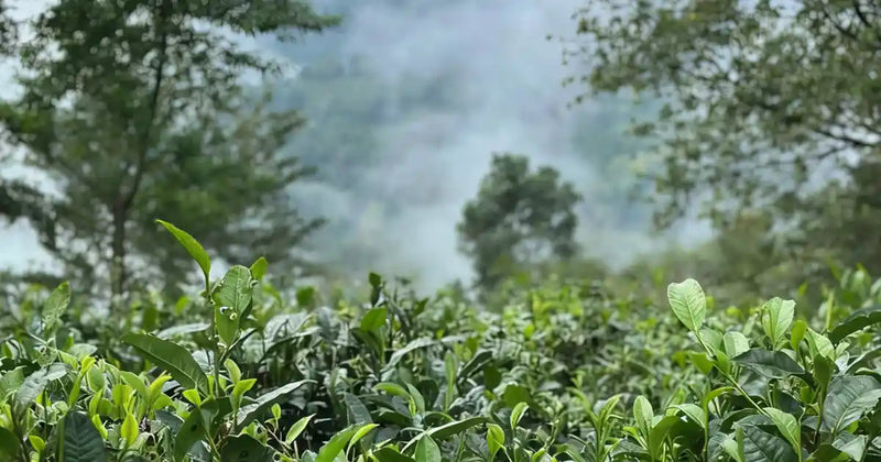 Breathtaking sea of clouds over the ancient tea forests of Nannuo Mountain.
