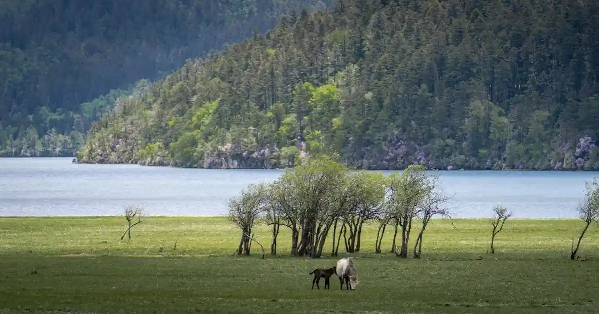 Vast alpine meadows and pristine landscape of Pudacuo National Park in Shangri-La.