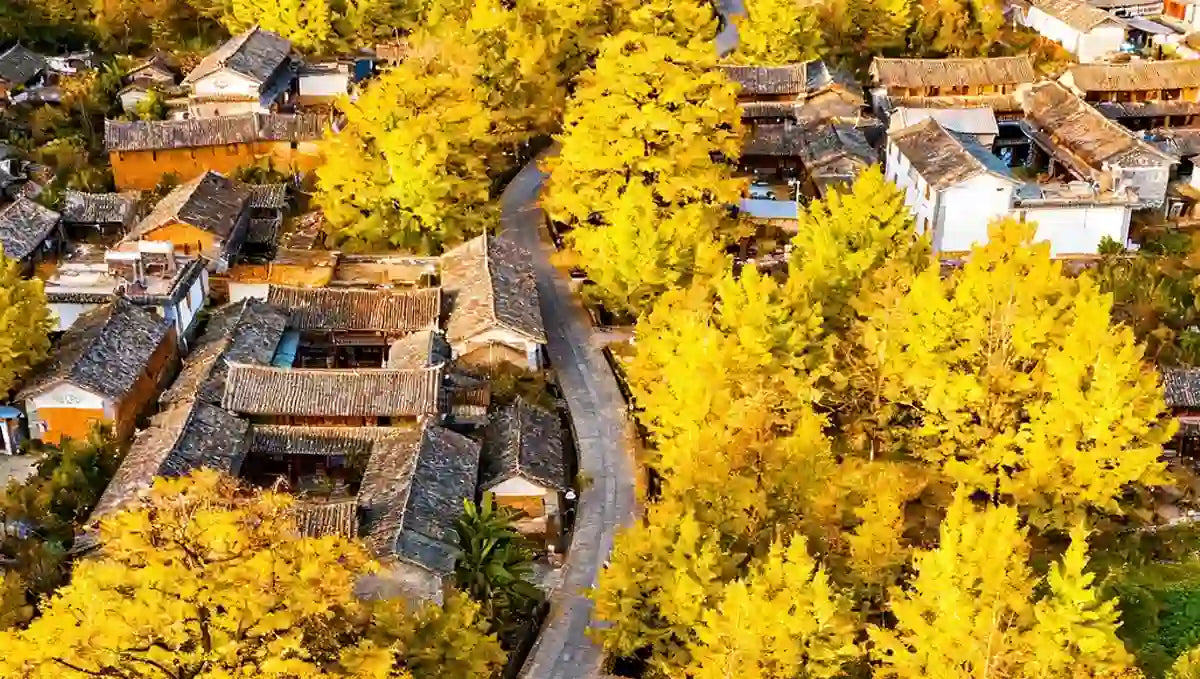 Golden autumn scenery in Tengchong Ginkgo Village, Yunnan