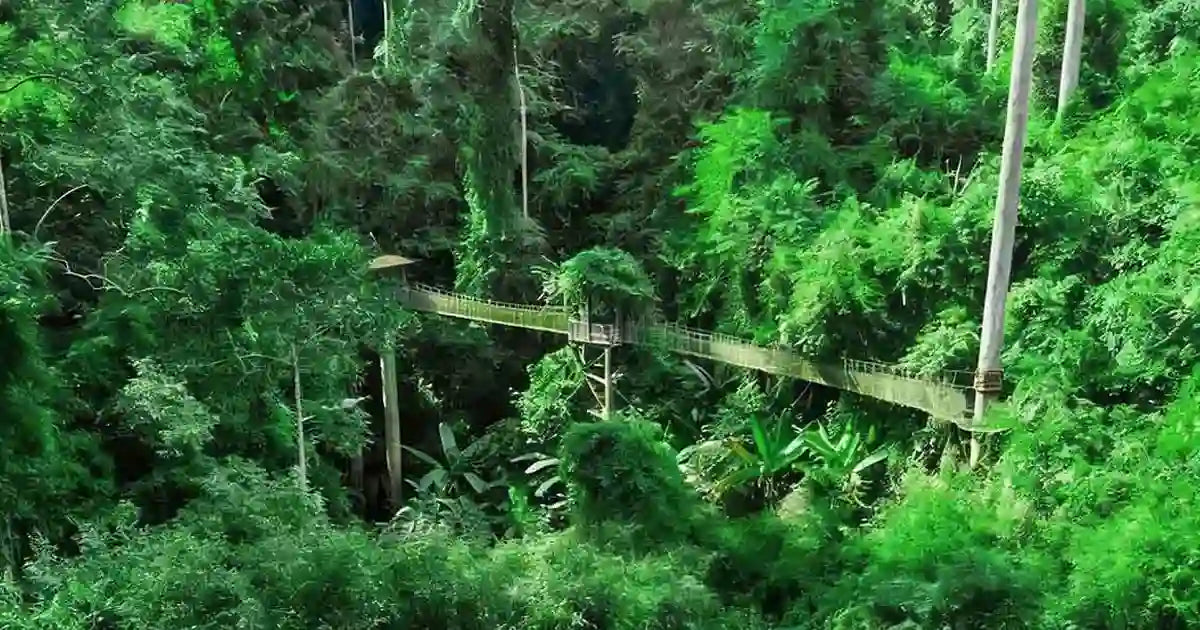 Breathtaking panoramic view of the towering Parashorea chinensis forest in Xishuangbanna.