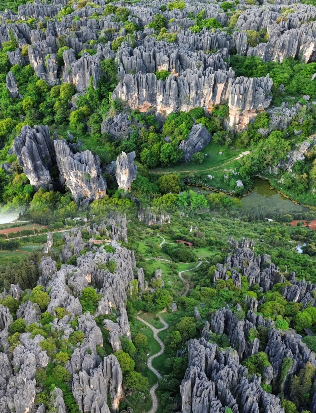 Stone Forest Wonders