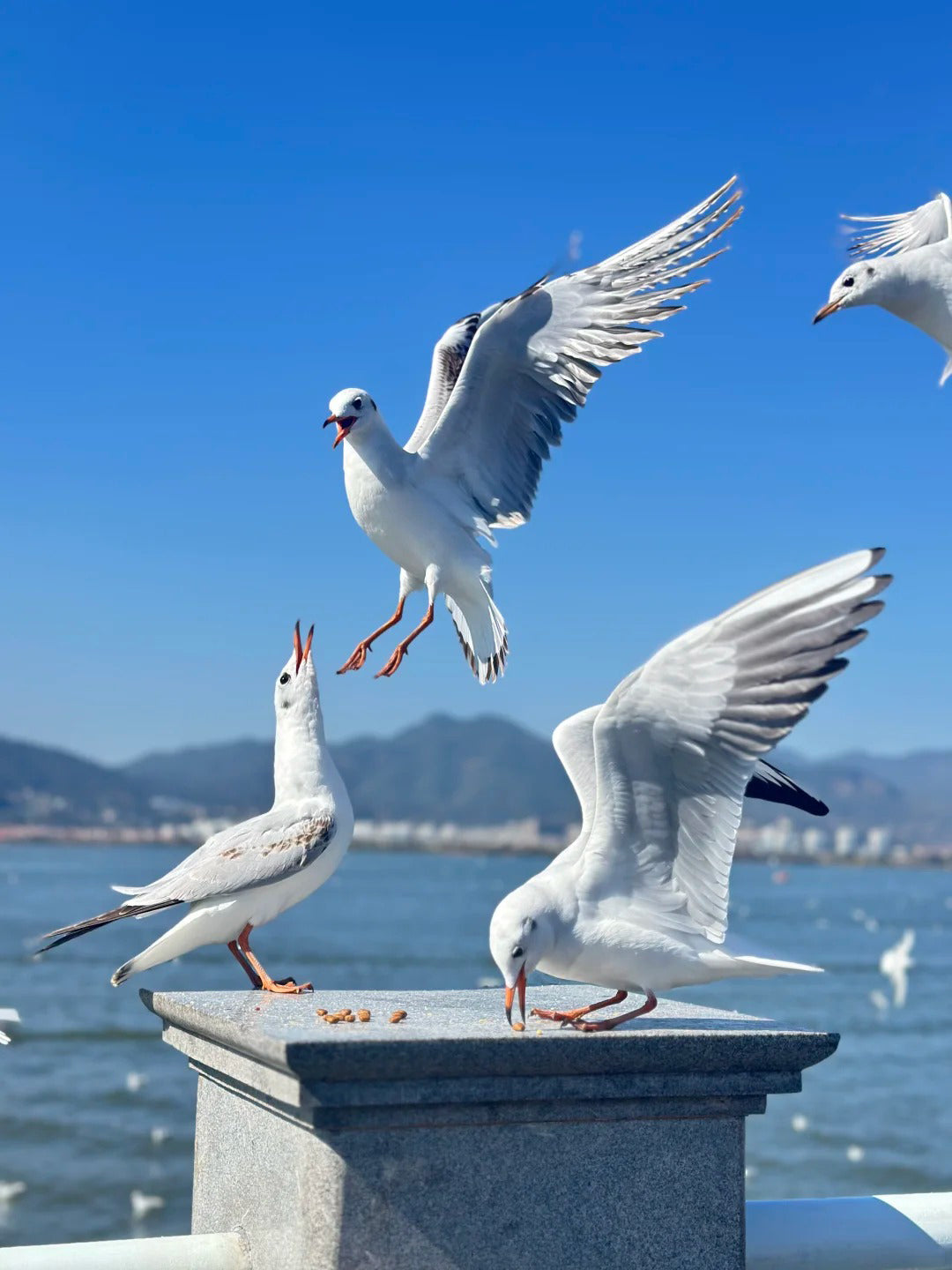 Dianchi & Winter Gulls