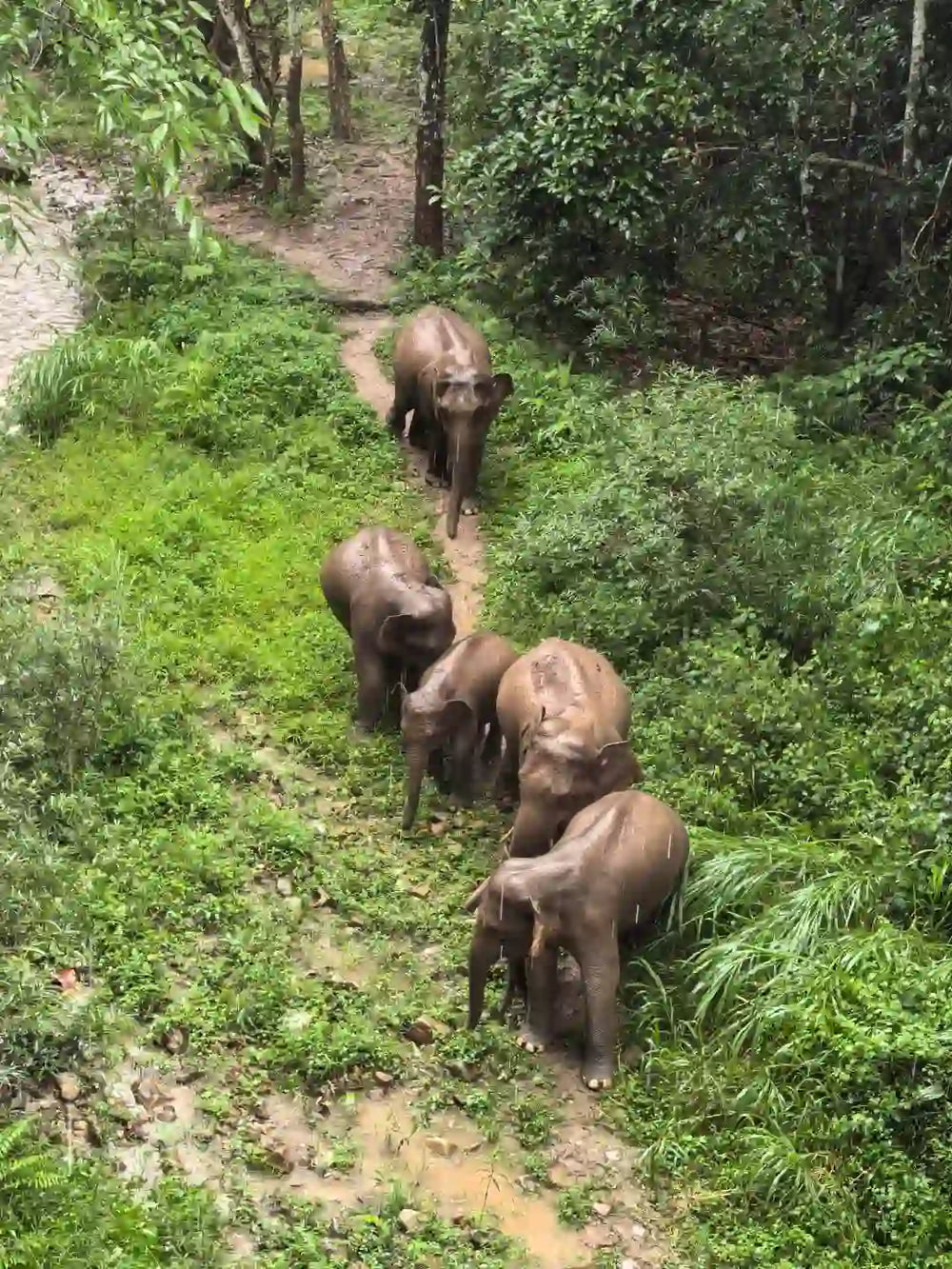 Visit the Wild Elephant Valley