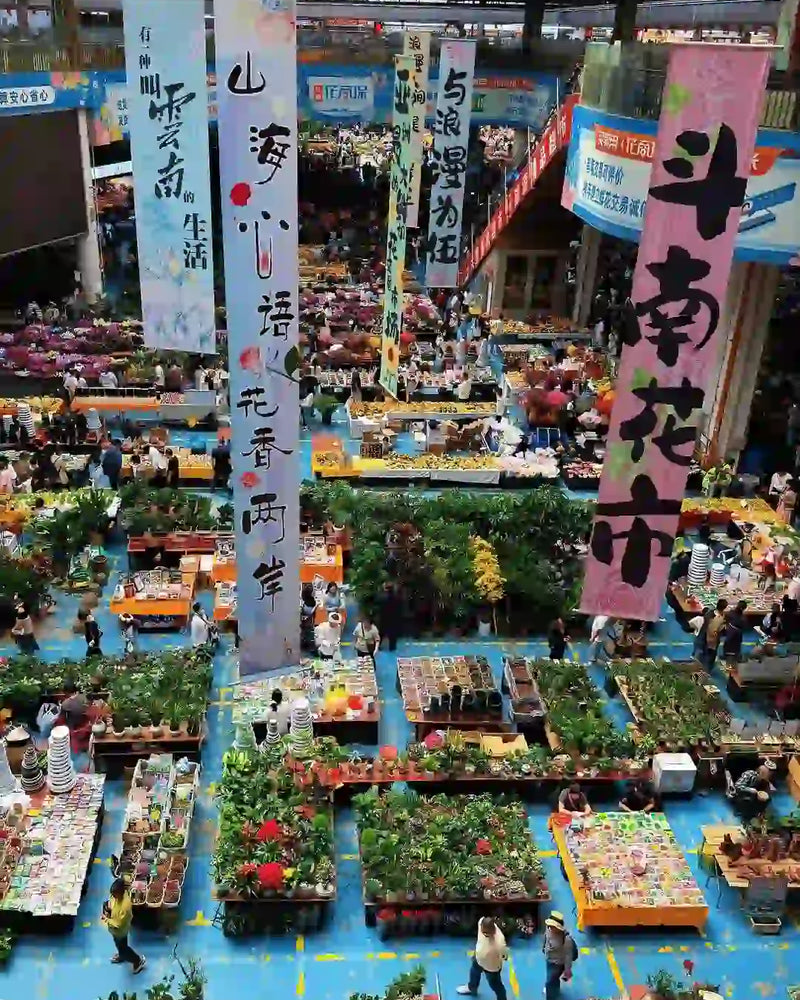 Kunming Provincial Museum & Dounan Flower Market 1-Day Private Tour