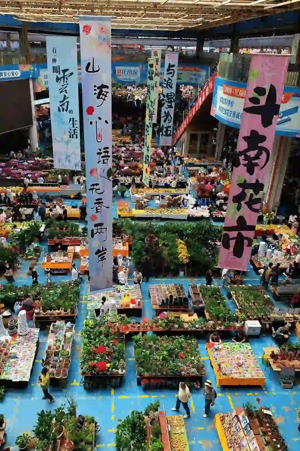 Kunming Provincial Museum & Dounan Flower Market 1-Day Private Tour