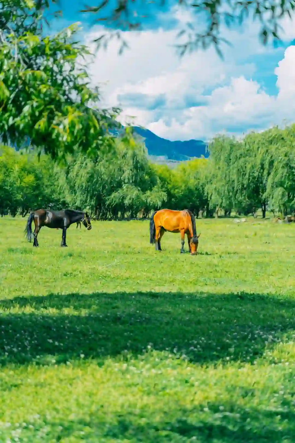 Lashihai Wetland Park