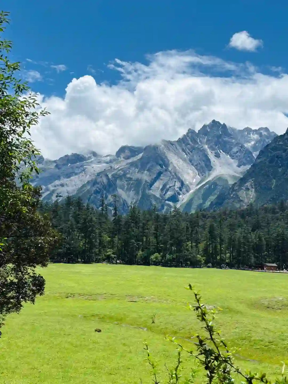 Spruce Meadow