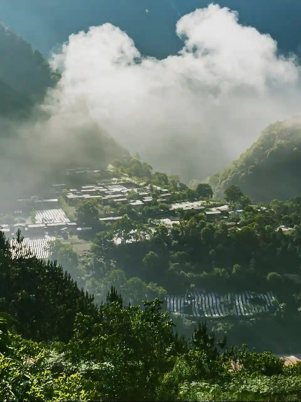 Bingzhongluo