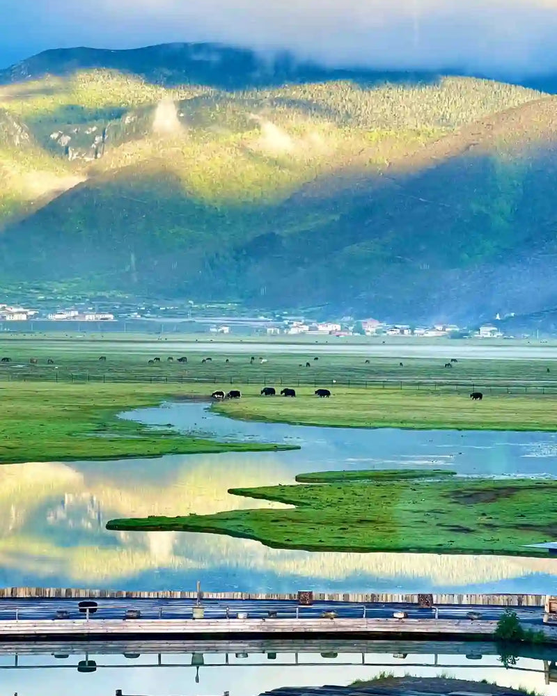 Shangri-La Napa Lake, Yila Grassland & Shika Snow Mountain 1-Day Private Tour