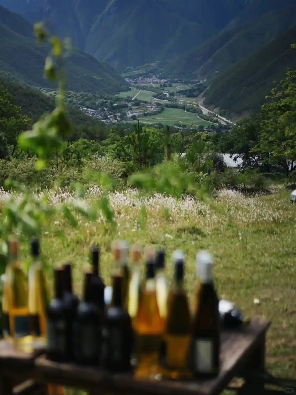 Alpine Vineyard Glamping Picnic
