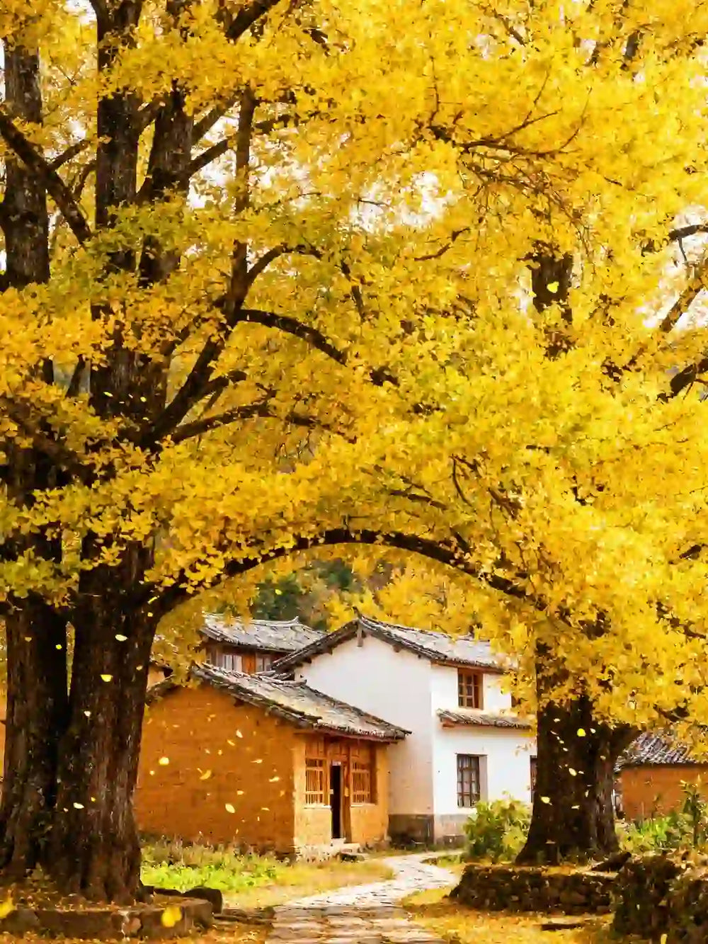 Autumn Fairy Tale: The Millennia-Old Ginkgo Village