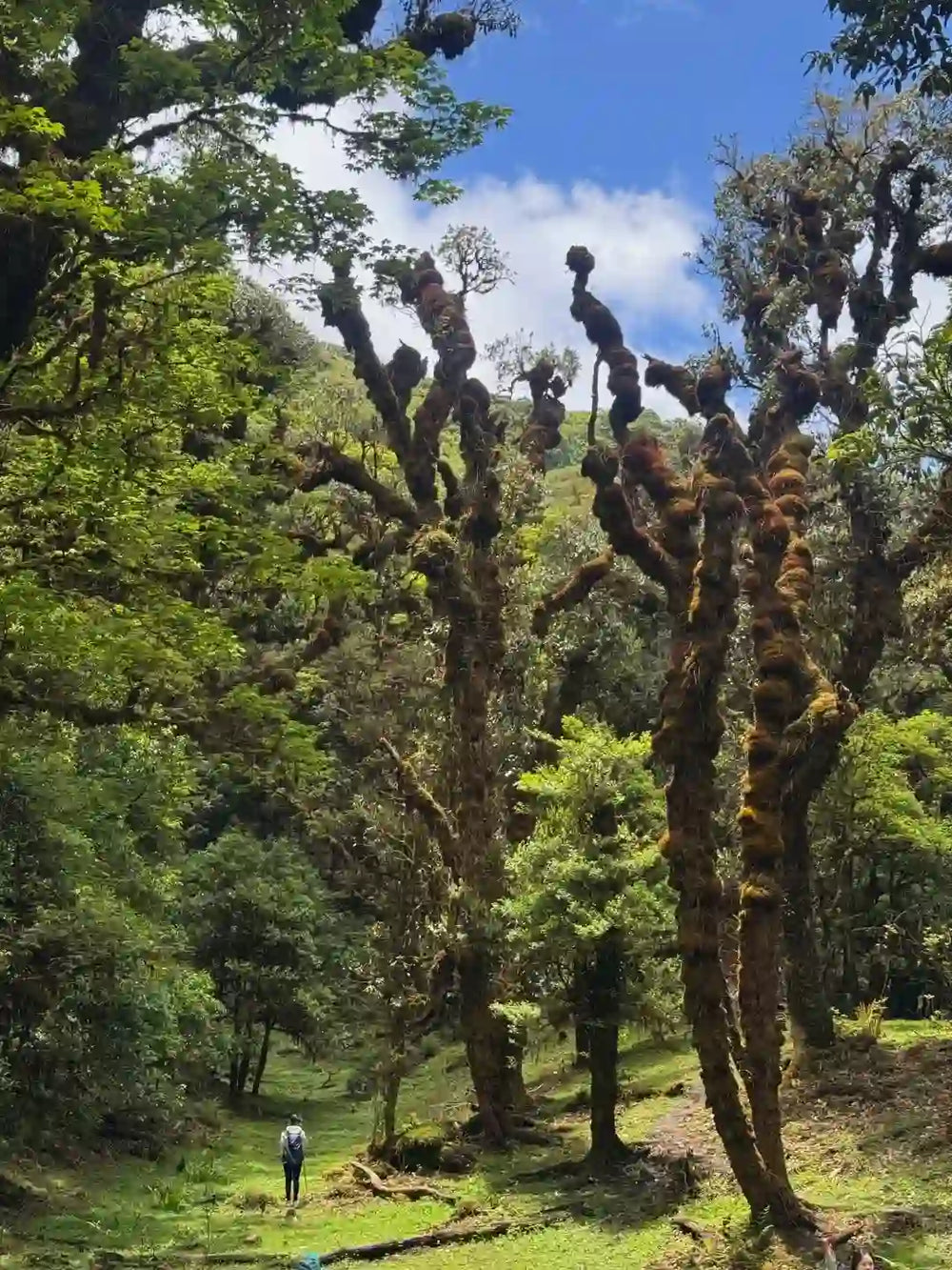 Eco-Trek & Valley Picnic: The Wilds of Gaoligong