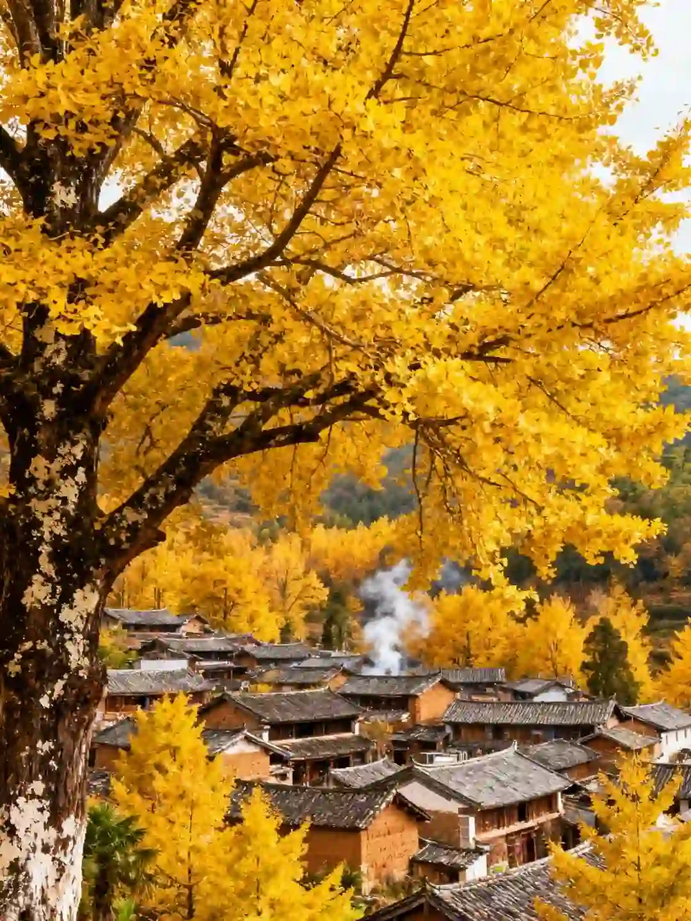Seasonal Wonder: Ginkgo Village Photography Tour