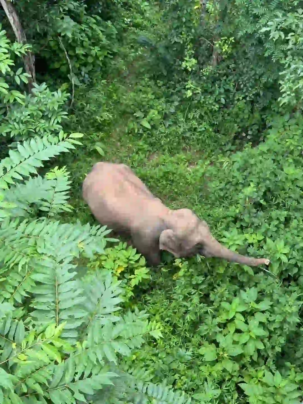 Wild Elephant Valley Scenic Area