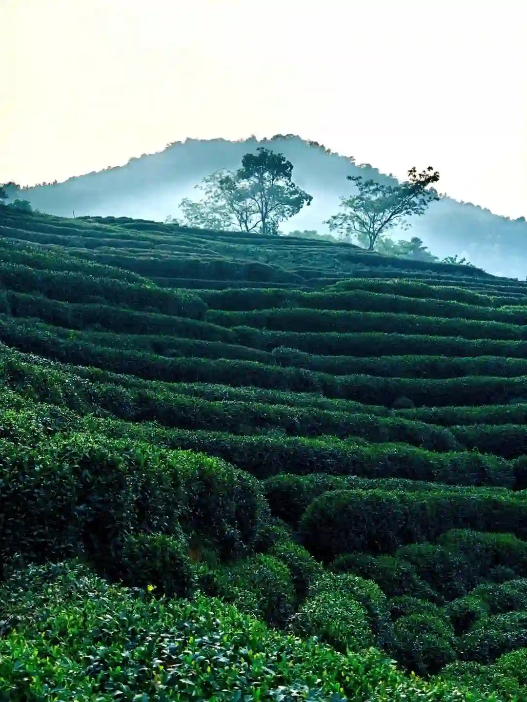 Tea Trails of the South
