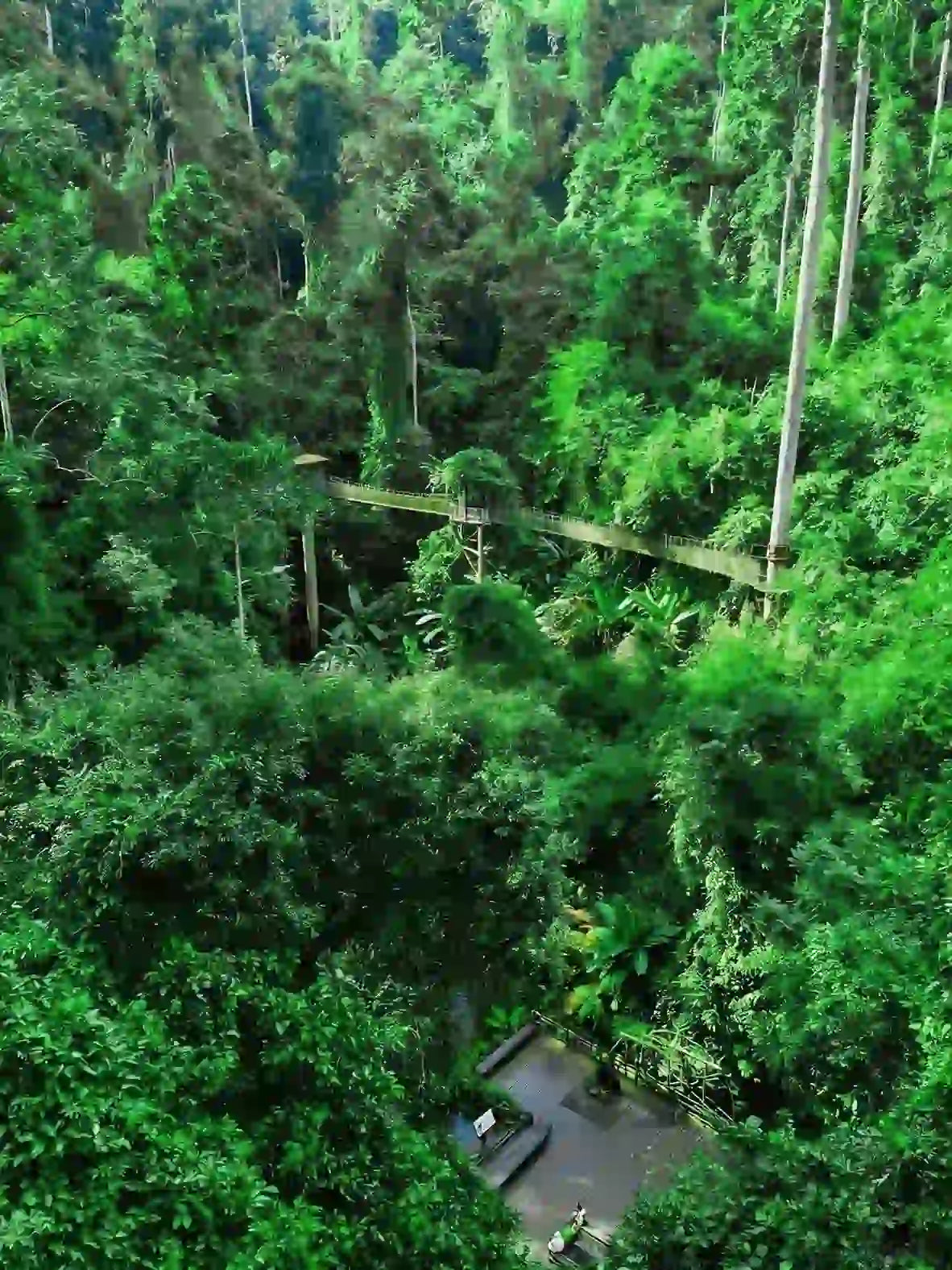 Rainforest Rhythms