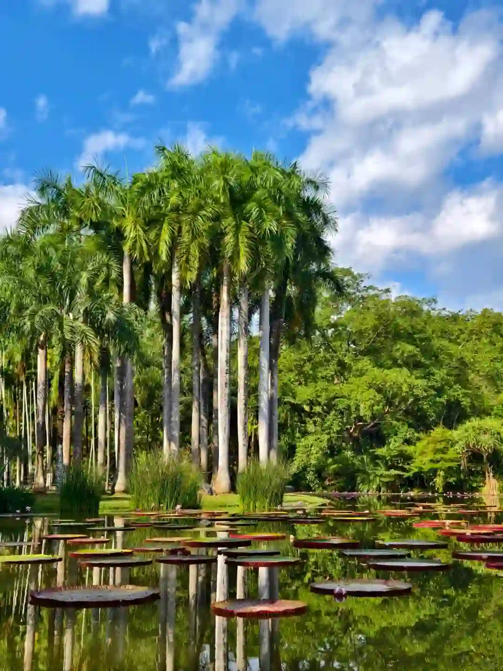 Nature's Canvas: Alpine Tea Estates or Botanical Gardens