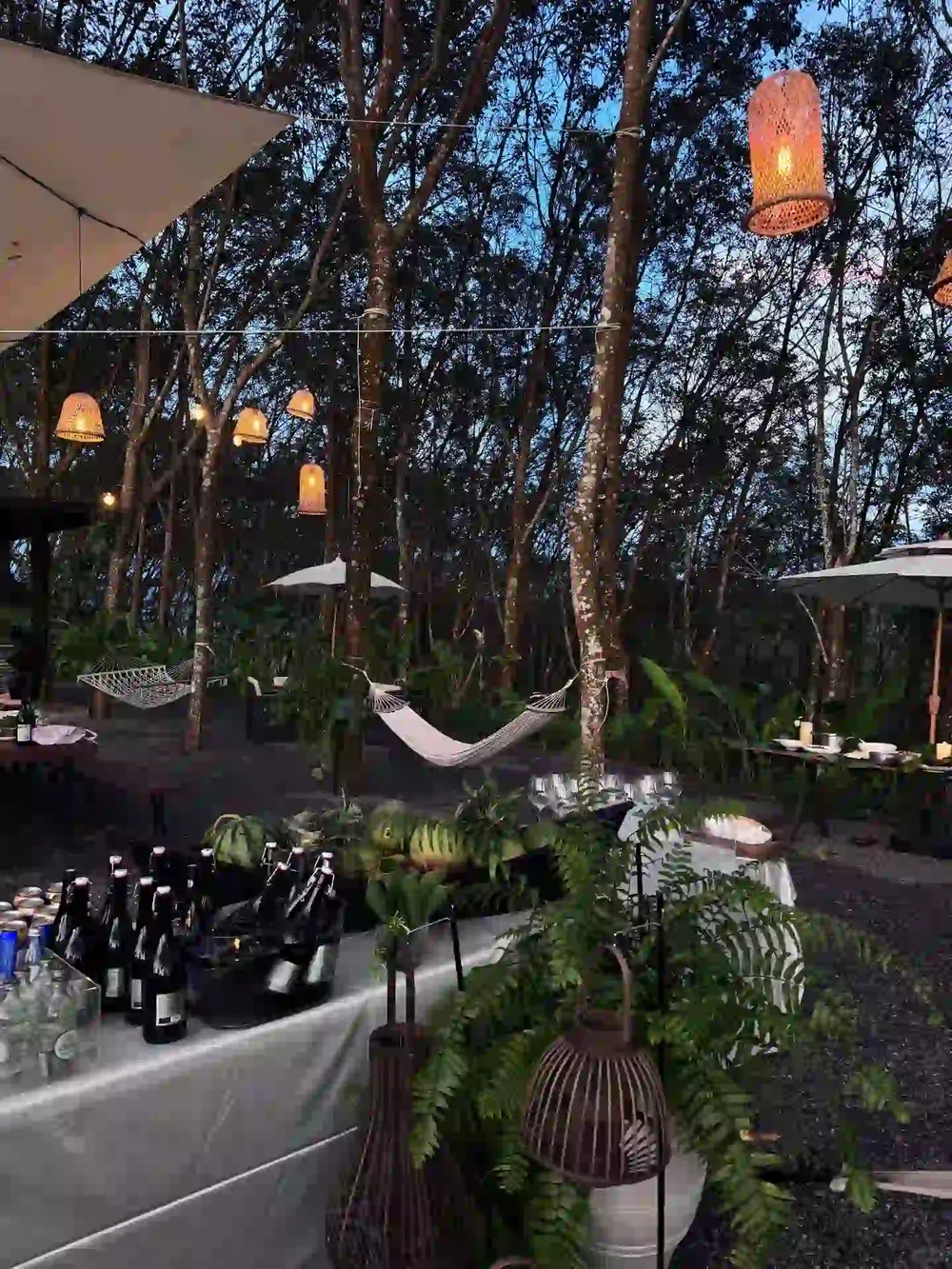 Return to the Canopy: A Mindful Afternoon