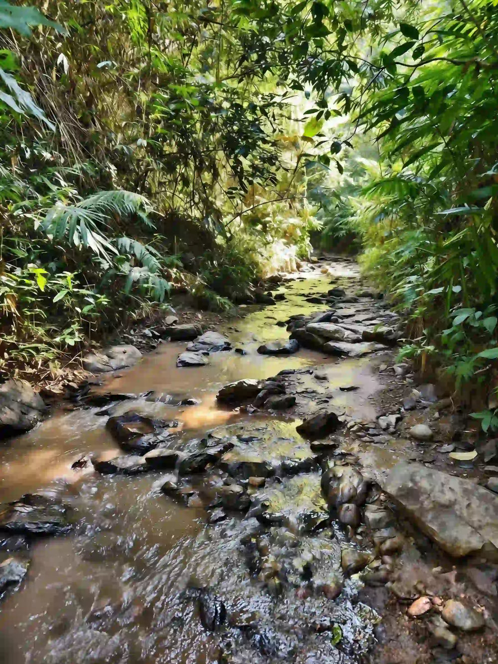 Jungle Trek: Touching the Heartbeat of Banna