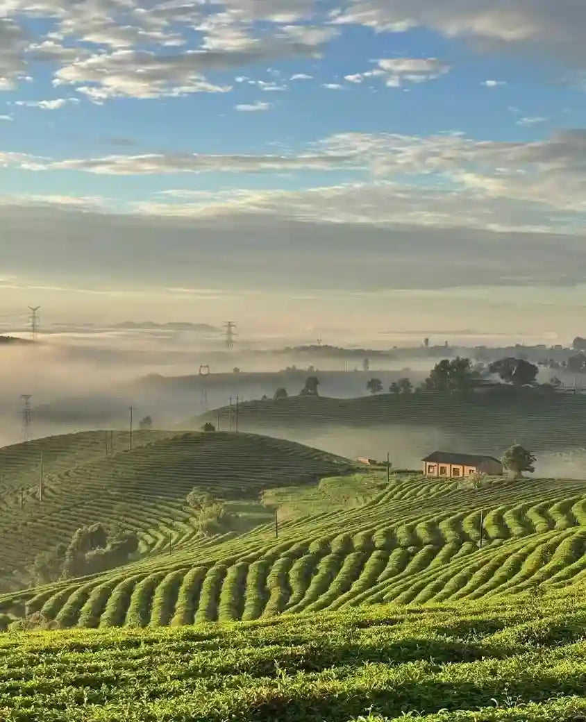 Nature's Canvas: Alpine Tea Estates or Botanical Gardens